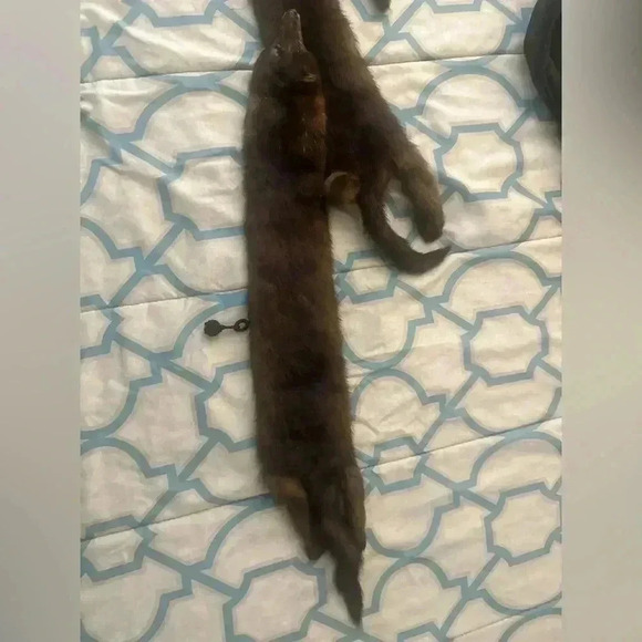 VINTAGE JOSEPH HORNE ACTUAL BODY 3 MINK STOLE - Picture 6 of 9